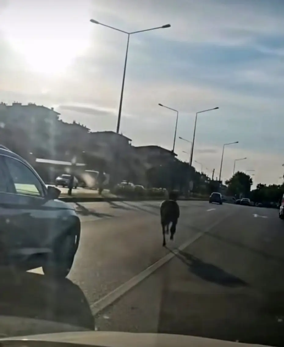 Başıboş at ana yolda trafiği tehlikeye attı