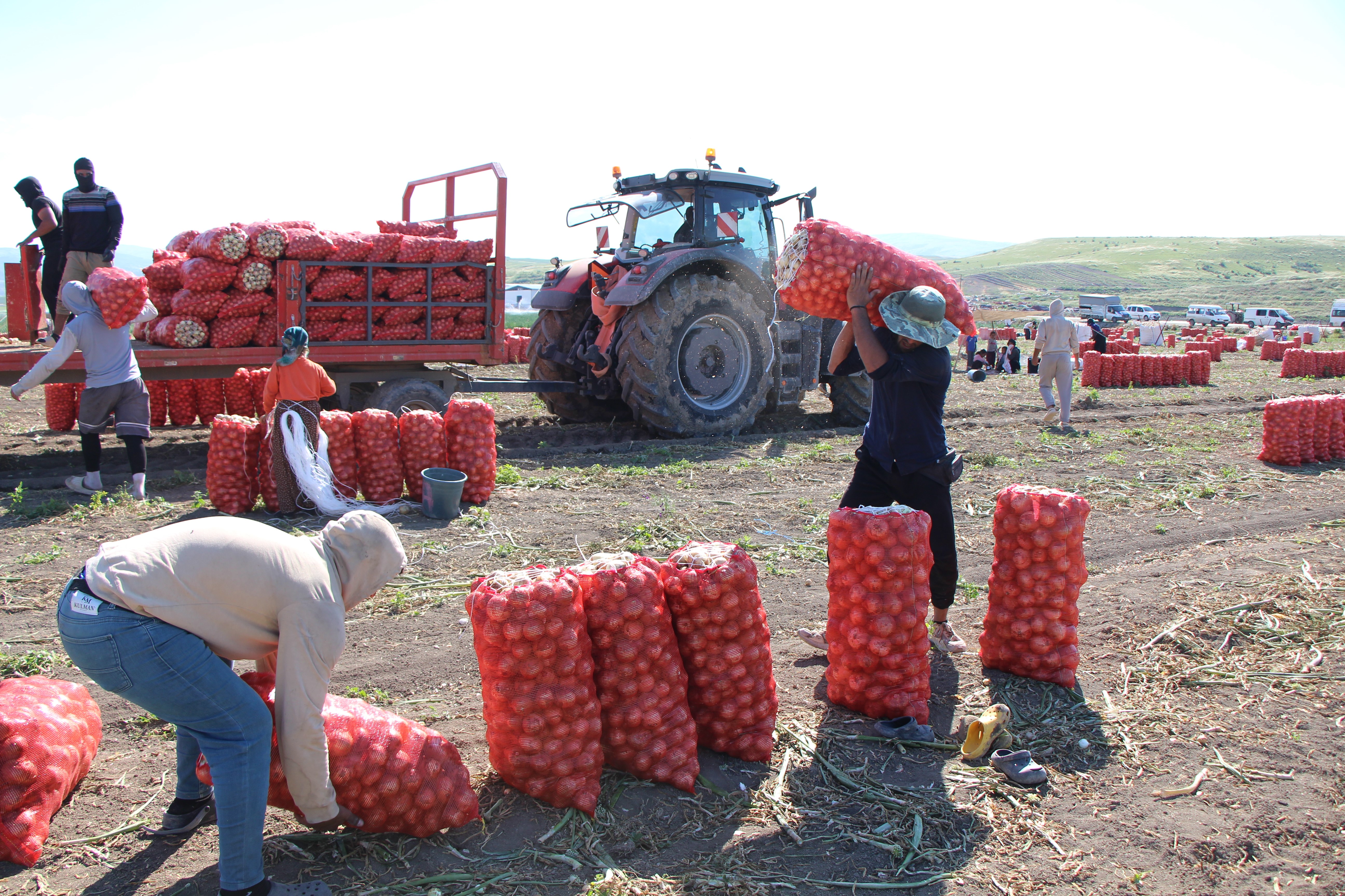 Hasat başladı, tarlada kilosu 25 TL. Araziler yeşilden kırmızıya döndü