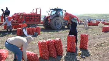 Hasat başladı, tarlada kilosu 25 TL. Araziler yeşilden kırmızıya döndü
