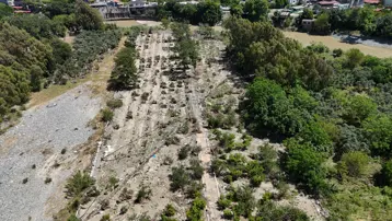 Asi Nehri önüne kattığını süpürdü, 500'e yakın ağaç kökünden söküldü
