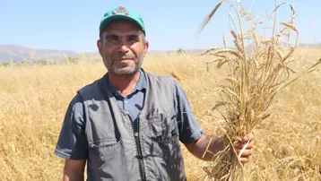 3 bin 500 dönümlük tarlada hasat başladı. Kilosu 16,5 TL'den satışa sunulacak
