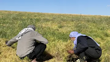 Sabahın ilk ışıklarıyla hasada başladılar. Önce kurutuluyor, sonra sapından ayrılıyor