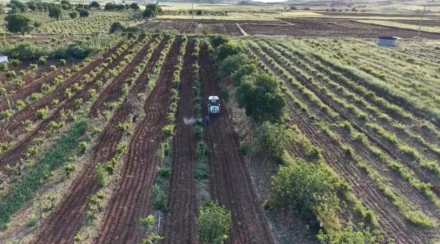 Tarlalara akın ettiler. Hasadı umutla bekliyorlar 