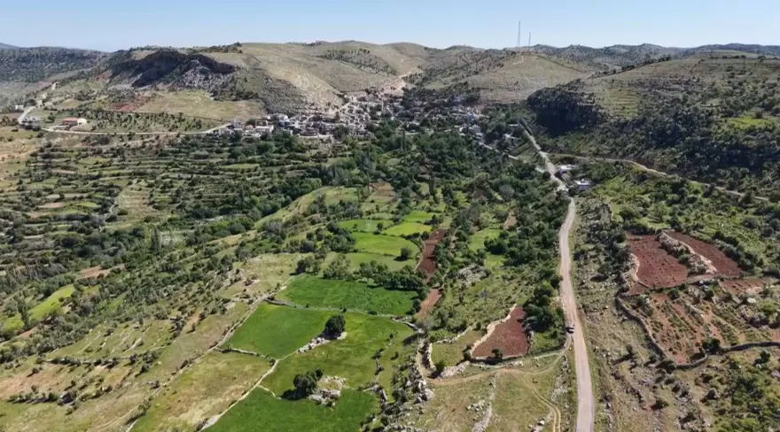 Tarlalara akın ettiler. Hasadı umutla bekliyorlar 2