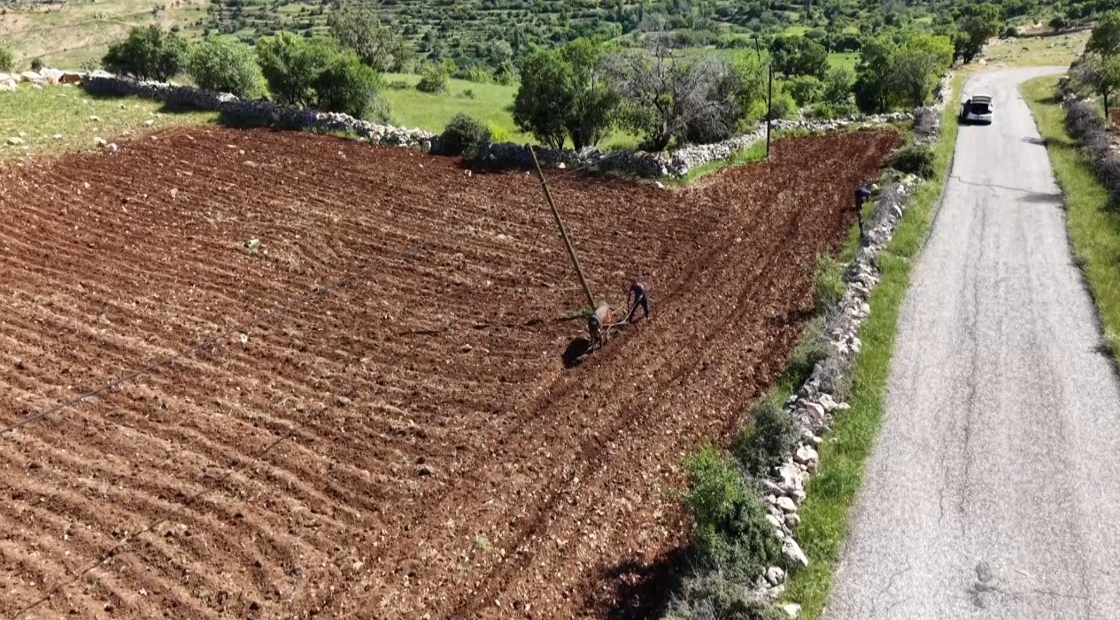 Tarlalara akın ettiler. Hasadı umutla bekliyorlar