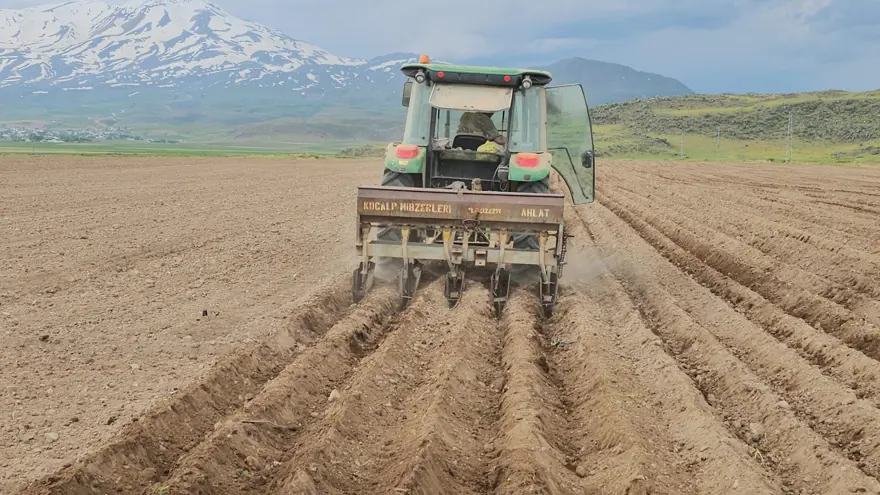 Ekim başladı, çok sayıda ailenin geçim kaynağı. 90 gün sonra toplanacak, dönüm başına 450 kilo bekleniyor 1 Ekim başladı, çok sayıda ailenin geçim kaynağı. 90 gün sonra toplanacak, dönüm başına 450 kilo bekleniyor 1