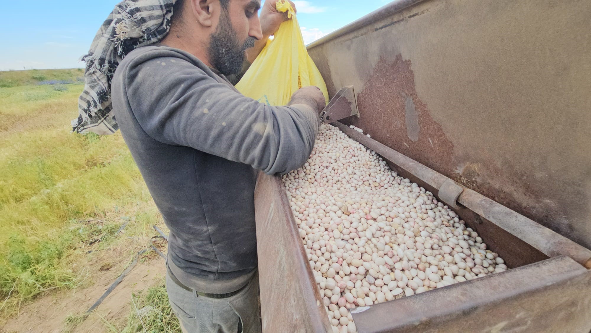 Ekim başladı, çok sayıda ailenin geçim kaynağı. 90 gün sonra toplanacak, dönüm başına 450 kilo bekleniyor