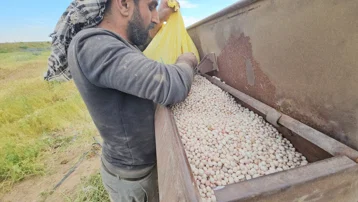 Ekim başladı, çok sayıda ailenin geçim kaynağı. 90 gün sonra toplanacak, dönüm başına 450 kilo bekleniyor