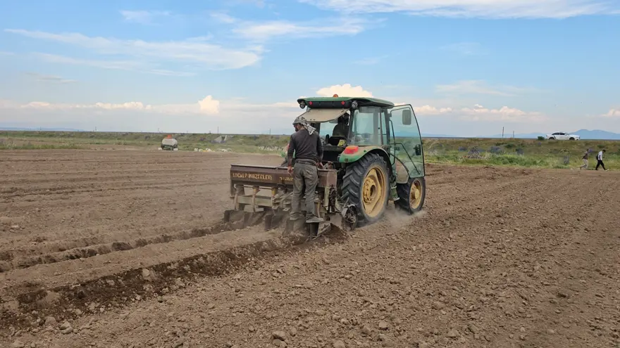 DÖNÜM BAŞINA 400-450 KİLOGRAM ARASI BEKLENİYOR 2 DÖNÜM BAŞINA 400-450 KİLOGRAM ARASI BEKLENİYOR 2