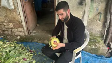 Günlük 8 bin liradan ayda 240 bin lira kazandırıyor. Hasat başladı, tanesi 8 lira