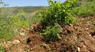 Teknolojiye meydan okuyan asırlık gelenek