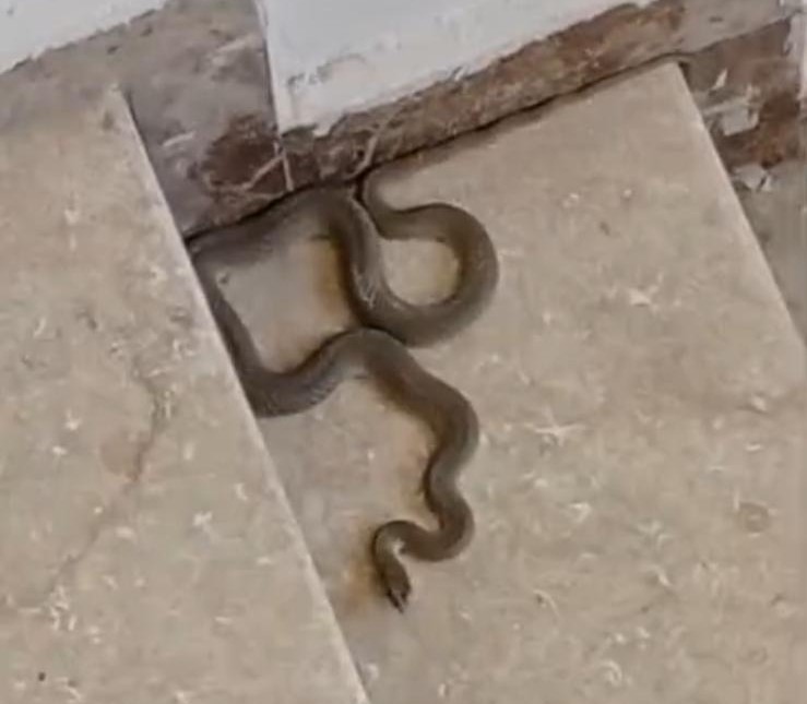 Apartmana giren yılan paniğe neden oldu