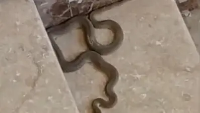 Apartmana giren yılan paniğe neden oldu