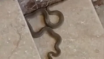 Apartmana giren yılan paniğe neden oldu