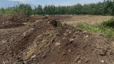 5 bin liraya işçi bulamıyorlar. 6 tonu sadece 3 bin lira, çiftçinin yeni gözdesi