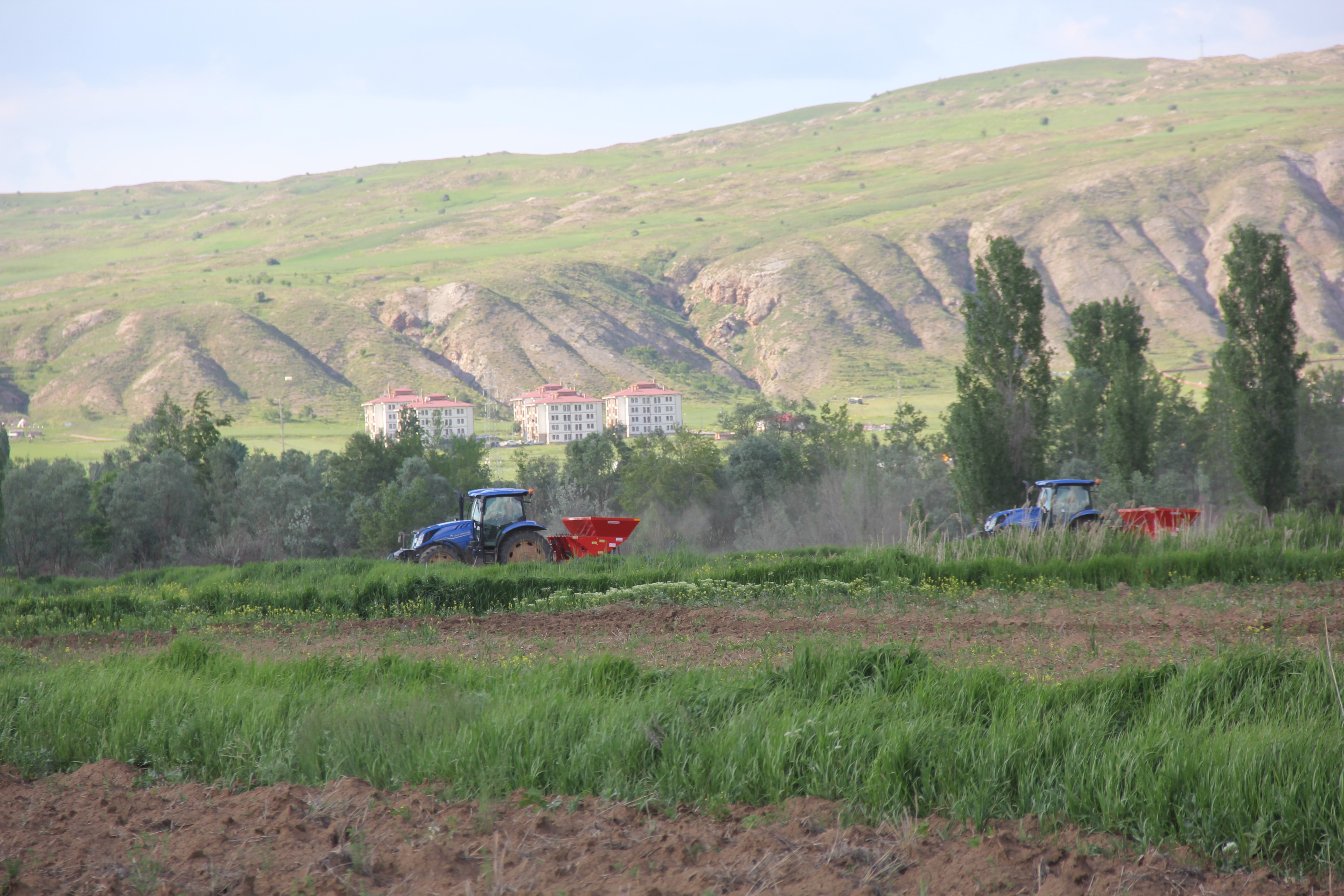 15 bin dekar alana, 3 bin 750 ton ekildi. 2026 yılı için sezon başladı