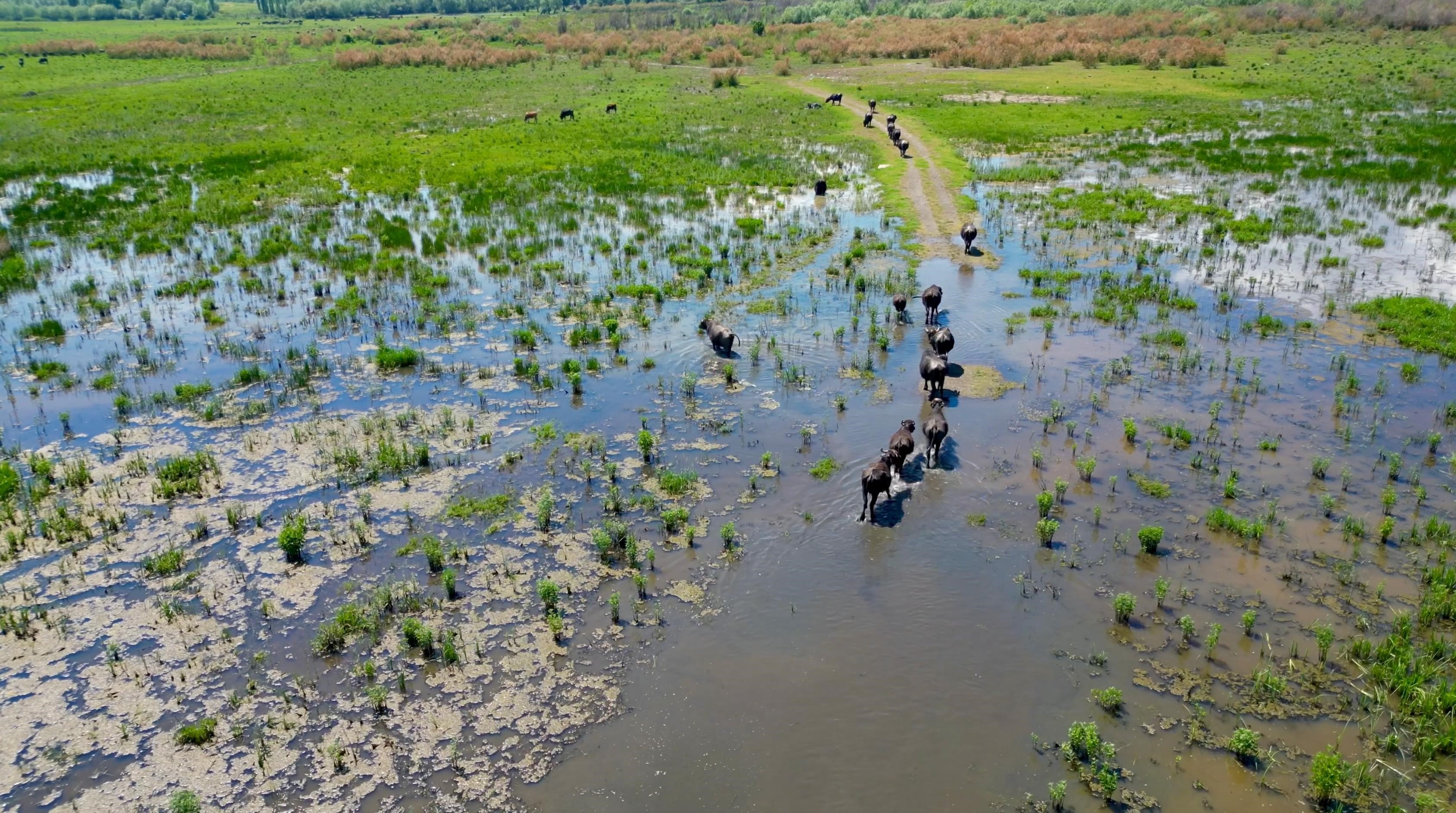 Görenler Afrika sandı ama burası Türkiye. Serengeti'yi aratmadı, yüzlerce hayvan kendini oraya bıraktı