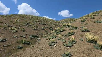 Dağların arasında kendiliğinden yetişiyor. Bedava toplayıp, satıyorlar
