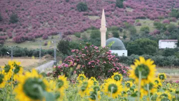 Pembe ve sarı buluştu. Adana'da kartpostallık manzara 
