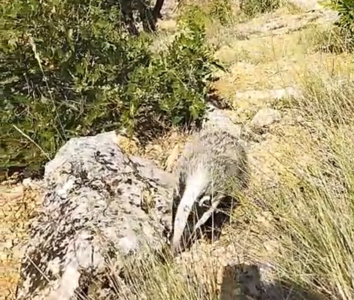 Dünyanın en korkusuz hayvanını tek darbeyle bayılttı. Türkiye'de nadir görülüyor