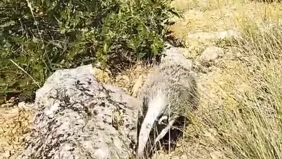 Dünyanın en korkusuz hayvanını tek darbeyle bayılttı. Türkiye'de nadir görülüyor