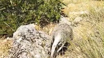 Dünyanın en korkusuz hayvanını tek darbeyle bayılttı. Türkiye'de nadir görülüyor