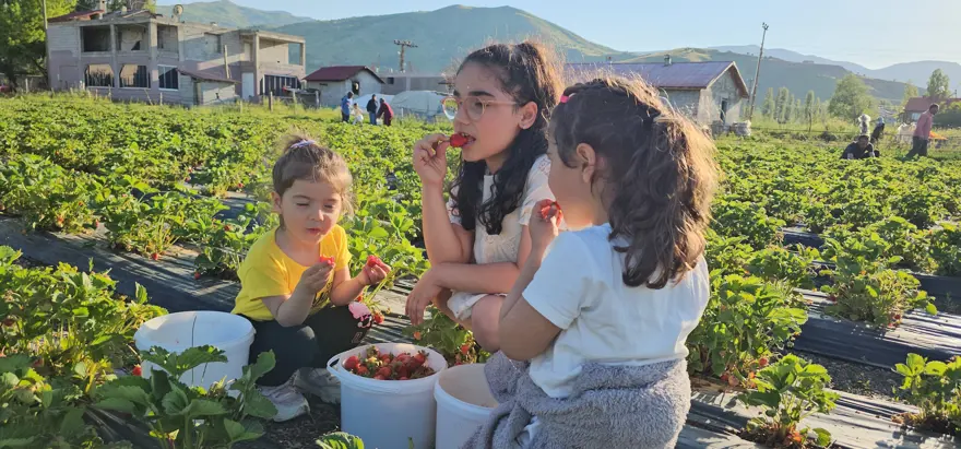 150 lira ama 100 liradan satıyorlar. Hem üretici hem de dalından toplayan kazanıyor 1
