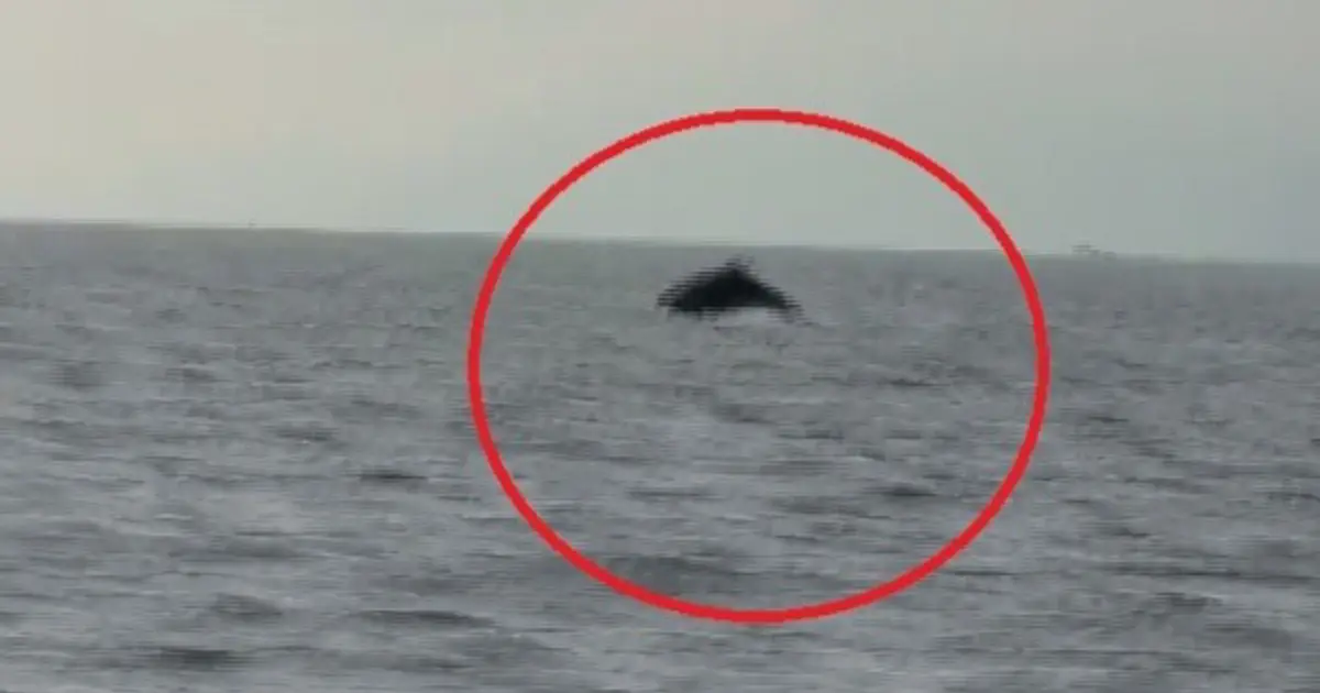 Balıkçı teknesini selamlayan yunuslar böyle görüntülendi