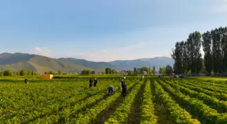 Yemek serbest, götürmek ücretli