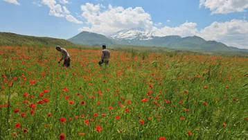 Bitlis'te eşsiz manzara. Bir yanda kar bir yanda kıpkırmızı gelincikler