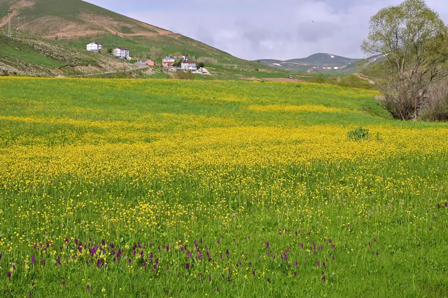 Yılda sadece 20 gün sürüyor. 2 bin 80 metre yükseklikte bulunuyor, gören dönüp bir daha bakıyor 2