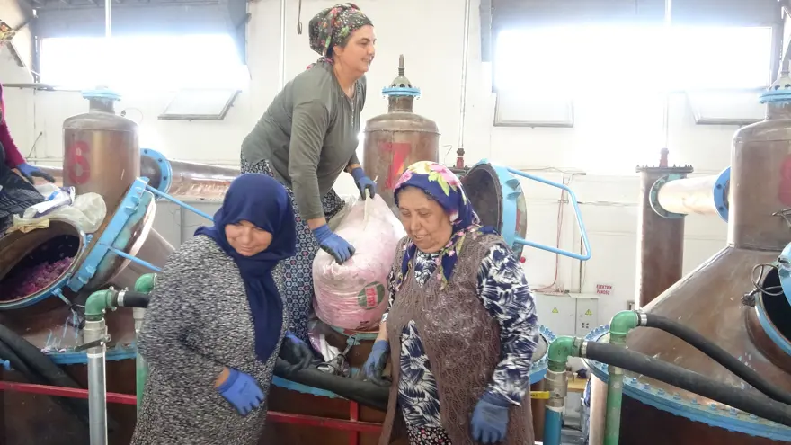 Günün ilk ışıklarıyla hasat başlıyor, kilosu 12 bin Euro. Dünya buradan çıkanın peşinde 1