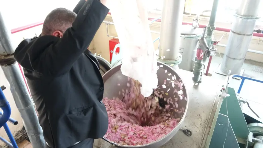 Günün ilk ışıklarıyla hasat başlıyor, kilosu 12 bin Euro. Dünya buradan çıkanın peşinde 2