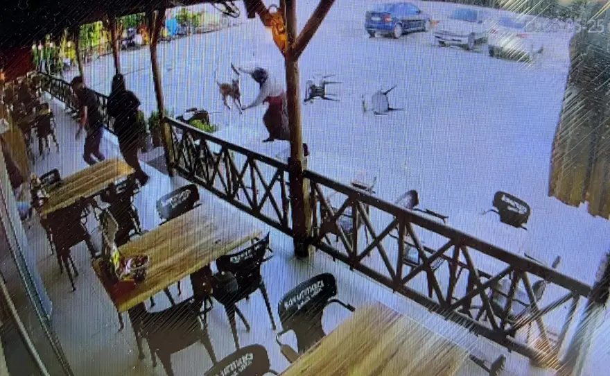 Dinlenme tesisinde can pazarı. Tekmelere aldırmayan köpek kadının kolunu kopardı 1
