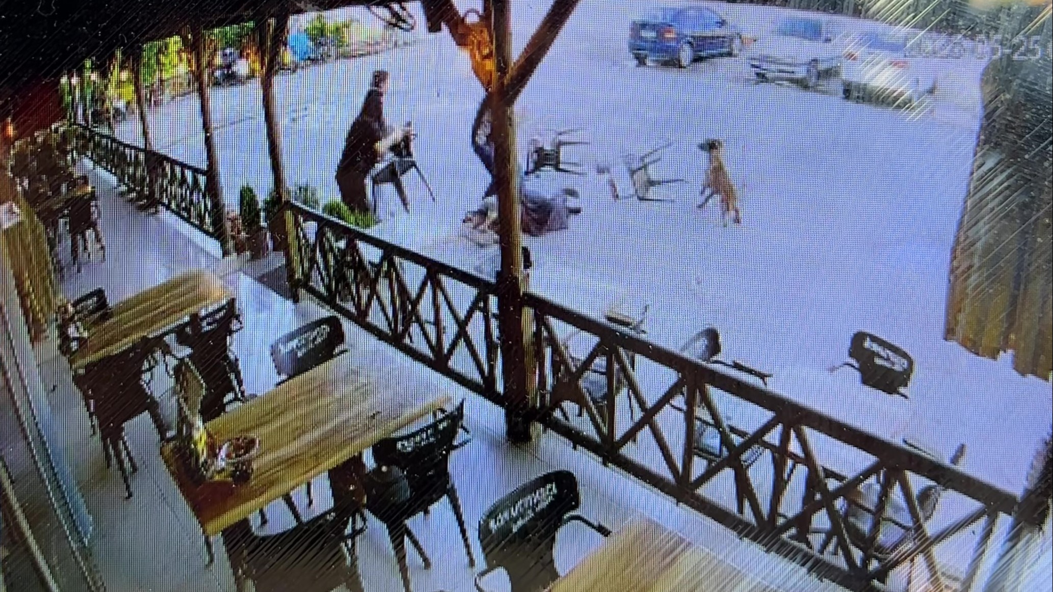 Dinlenme tesisinde can pazarı. Tekmelere aldırmayan köpek kadının kolunu kopardı