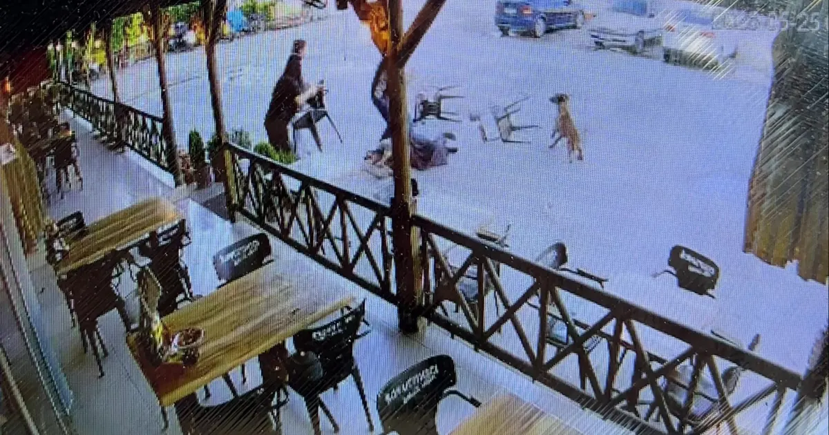 Dinlenme tesisinde can pazarı. Tekmelere aldırmayan köpek kadının kolunu kopardı