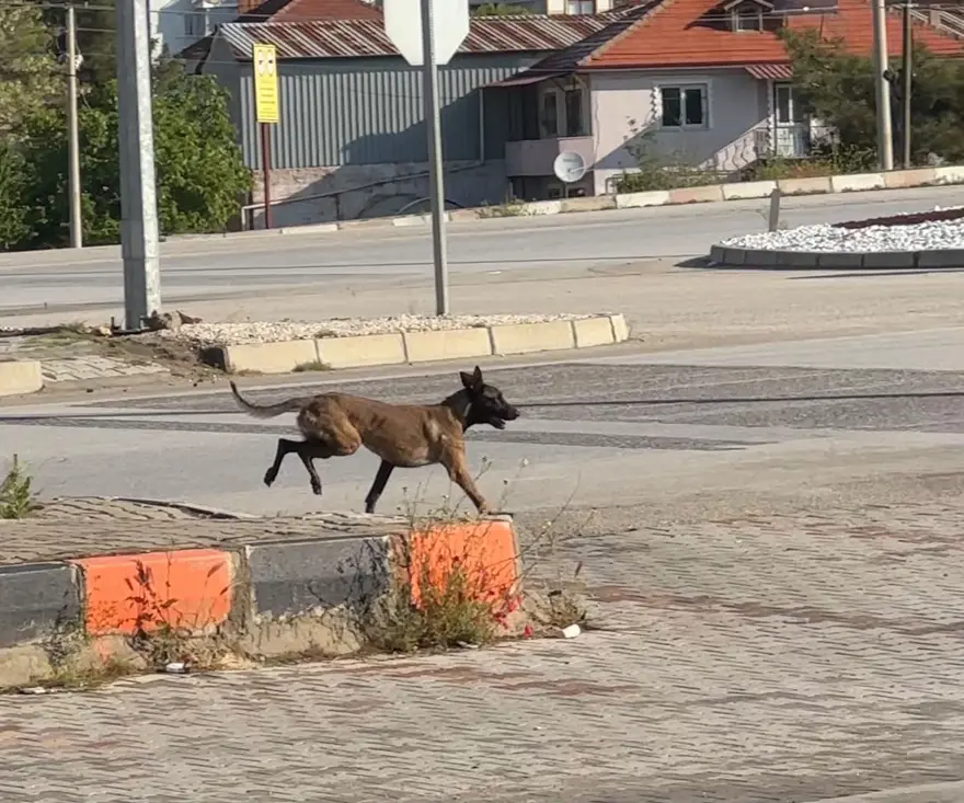 Dinlenme tesisinde can pazarı. Tekmelere aldırmayan köpek kadının kolunu kopardı 2