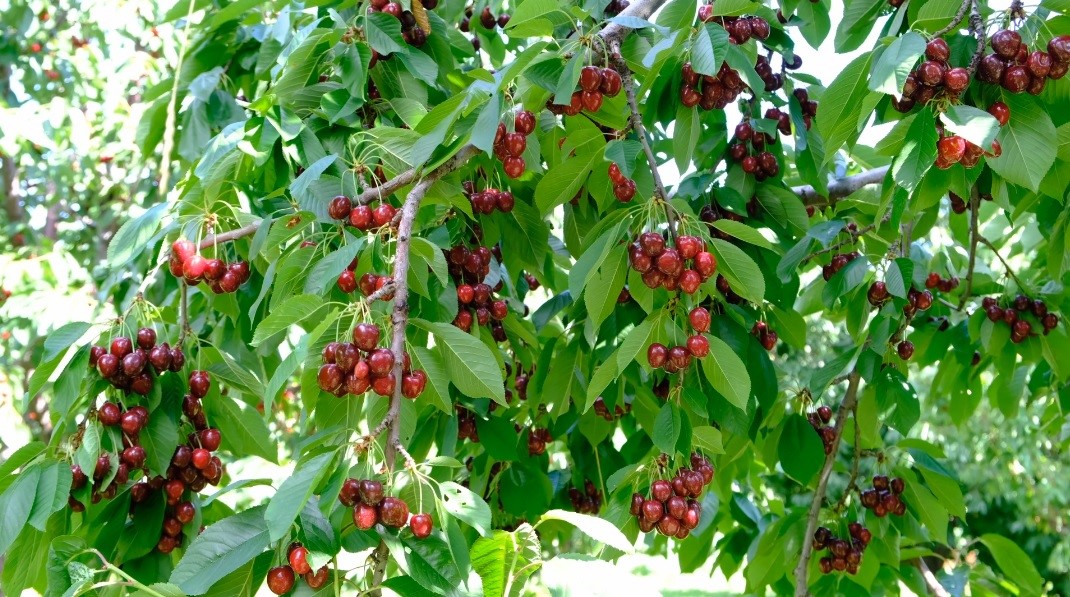İlk hasat başladı, tezgaha indi. İlçe ekonomisine katkı sağlıyor
