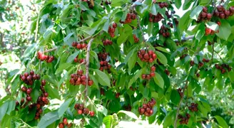 İlk hasat başladı, tezgaha indi