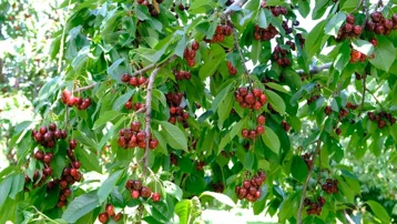 İlk hasat başladı, tezgaha indi. İlçe ekonomisine katkı sağlıyor