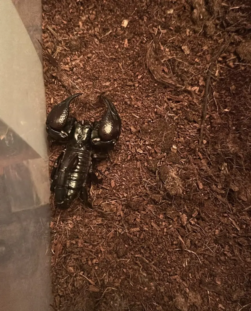 Hepsi aynı evden çıktı. Tarantula, yılan, akrep, iguana... 