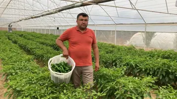 Tezgahta hemen tükendi, kilosu 350 TL. Lezzeti fiyatını unutturdu, yoğun ilgi görüyor