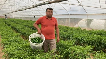 Tezgahta hemen tükendi, kilosu 350 TL. Lezzeti fiyatını unutturdu, yoğun ilgi görüyor