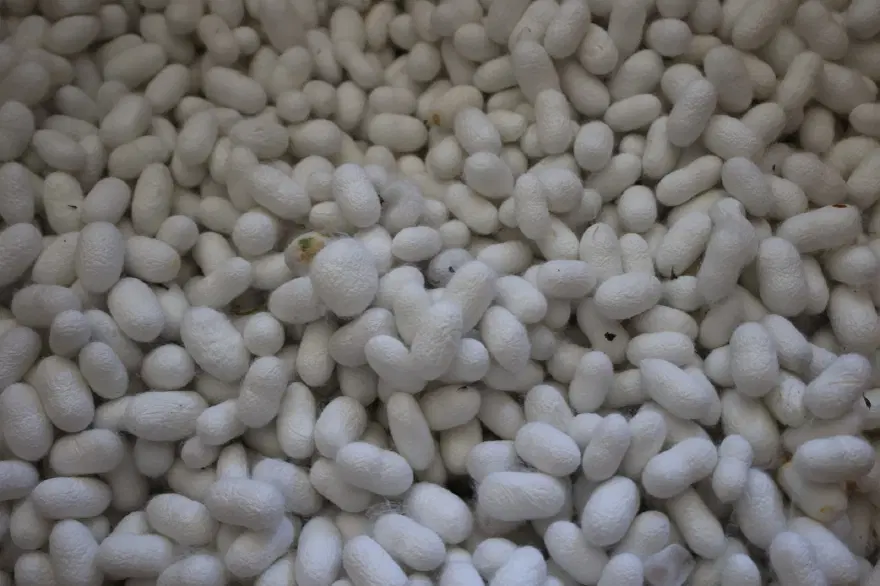Ekipmanlar ücretsiz verildi, yeniden ailelerin geçim kaynağı oldu 4