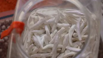Doğada kendiliğinden yetişiyor, kilosu 12 bin TL'ye satılıyor