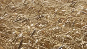 Çölyak hastalarının favorisi. Hasadı başladı, kilosu 100 TL'yi buluyor