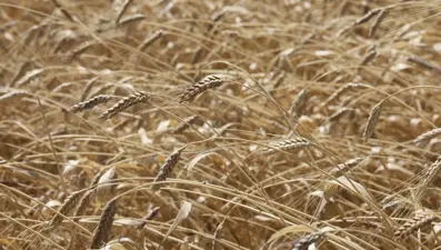 Çölyak hastalarının favorisi. Hasadı başladı, kilosu 100 TL'yi buluyor