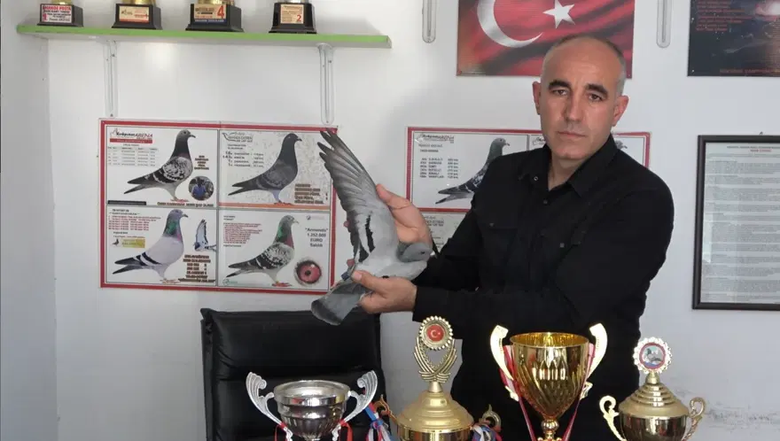 1000 kilometreyi 1 günde uçtu, saatte 90 km hıza ulaştı. O güvercin sadakat rekoru kırdı 