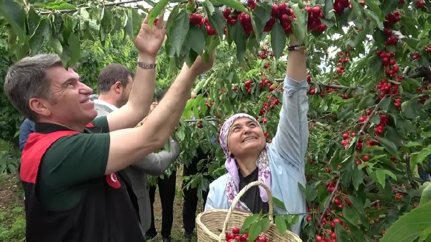 50 BİN TON REKOLTE BEKLENİYOR 2