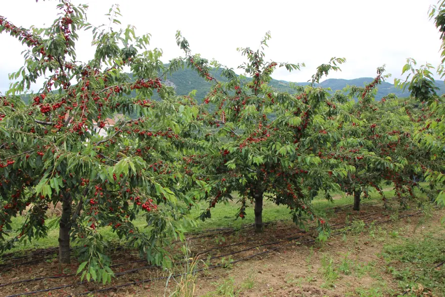 HASAT BAŞLADI 1